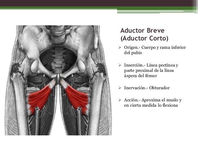 Músculos de la región medial del muslo