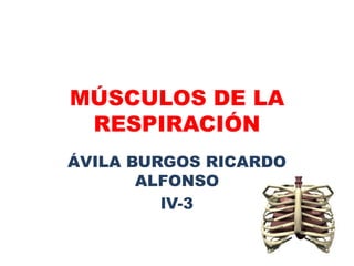 MÚSCULOS DE LA
RESPIRACIÓN
ÁVILA BURGOS RICARDO
ALFONSO
lV-3
 