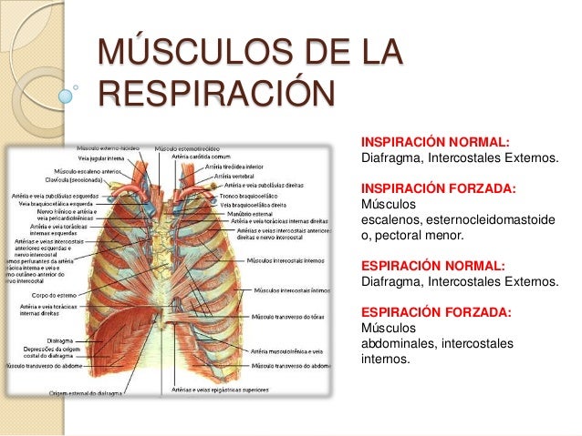 Músculos de la respiración