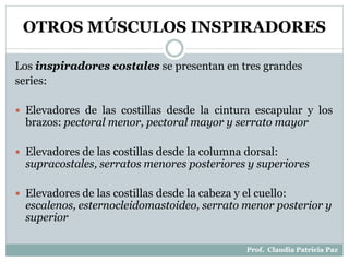 OTROS MÚSCULOS INSPIRADORES
Los inspiradores costales se presentan en tres grandes
series:
 Elevadores de las costillas desde la cintura escapular y los
brazos: pectoral menor, pectoral mayor y serrato mayor
 Elevadores de las costillas desde la columna dorsal:
supracostales, serratos menores posteriores y superiores
 Elevadores de las costillas desde la cabeza y el cuello:
escalenos, esternocleidomastoideo, serrato menor posterior y
superior
Prof. Claudia Patricia Paz
 