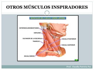 OTROS MÚSCULOS INSPIRADORES
Prof. Claudia Patricia Paz
 