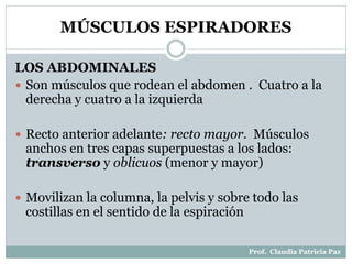 MÚSCULOS ESPIRADORES
LOS ABDOMINALES
 Son músculos que rodean el abdomen . Cuatro a la
derecha y cuatro a la izquierda
 Recto anterior adelante: recto mayor. Músculos
anchos en tres capas superpuestas a los lados:
transverso y oblicuos (menor y mayor)
 Movilizan la columna, la pelvis y sobre todo las
costillas en el sentido de la espiración
Prof. Claudia Patricia Paz
 