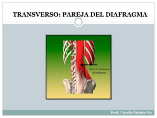 TRANSVERSO: PAREJA DEL DIAFRAGMA
Prof. Claudia Patricia Paz
 