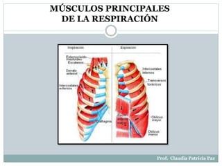 MÚSCULOS PRINCIPALES
DE LA RESPIRACIÓN
Prof. Claudia Patricia Paz
 