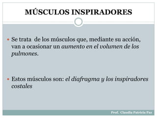 MÚSCULOS INSPIRADORES
 Se trata de los músculos que, mediante su acción,
van a ocasionar un aumento en el volumen de los
pulmones.
 Estos músculos son: el diafragma y los inspiradores
costales
Prof. Claudia Patricia Paz
 