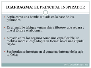 DIAFRAGMA: EL PRINCIPAL INSPIRADOR
 Actúa como una bomba situada en la base de los
pulmones
 Es un amplio tabique –muscular y fibroso- que separa y
une el tórax y el abdomen
 Alojado entre los órganos como una capa flexible, se
moldea sobre ellos y adopta su forma: no es una cúpula
rígida
 Sus bordes se insertan en el contorno interno de la caja
torácica
Prof. Claudia Patricia Paz
 