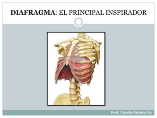 DIAFRAGMA: EL PRINCIPAL INSPIRADOR
Prof. Claudia Patricia Paz
 
