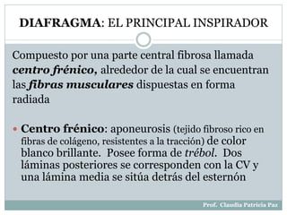 DIAFRAGMA: EL PRINCIPAL INSPIRADOR
Compuesto por una parte central fibrosa llamada
centro frénico, alrededor de la cual se encuentran
las fibras musculares dispuestas en forma
radiada
 Centro frénico: aponeurosis (tejido fibroso rico en
fibras de colágeno, resistentes a la tracción) de color
blanco brillante. Posee forma de trébol. Dos
láminas posteriores se corresponden con la CV y
una lámina media se sitúa detrás del esternón
Prof. Claudia Patricia Paz
 