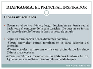 DIAFRAGMA: EL PRINCIPAL INSPIRADOR
Fibras musculares
 Nacen en el centro frénico; luego descienden en forma radial
hacia todo el contorno de la caja torácica. Dispuestas en forma
de “arco de círculo” lo que le da su aspecto de cúpula
 Según su terminación tienen diferentes nombres:
-Fibras esternales: cortas, terminan en la parte superior del
esternón.
-Fibras costales: se insertan en la cara profunda de los cinco
últimos arcos costales
-Fibras vertebrales: terminan en las vértebras lumbares L1, L2,
L3 de manera asimétrica. Son los pilares del diafragma
Prof. Claudia Patricia Paz
 