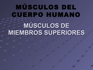 MÚSCULOS DE MIEMBROS SUPERIORES MÚSCULOS DEL CUERPO HUMANO 