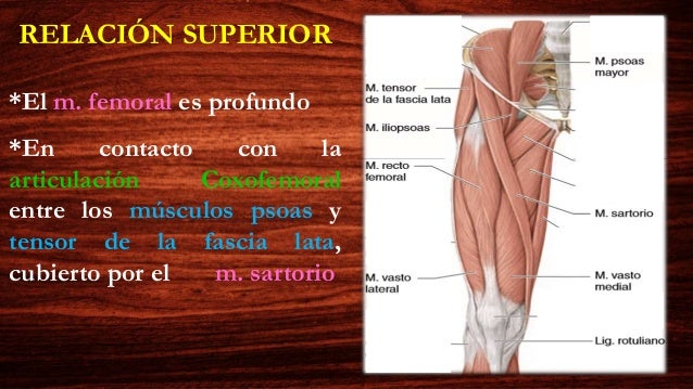 MUSCULOS DEL COMPARTIMENTO ANTERIOR DEL MUSLO. ANATOMÍA