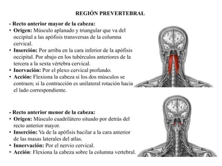 REGIÓN PREVERTEBRAL
- Recto anterior mayor de la cabeza:
• Origen: Músculo aplanado y triangular que va del
occipital a las apófisis transversas de la columna
cervical.
• Inserción: Por arriba en la cara inferior de la apófisis bacilar, por delante del agujero
occipital. Por abajo en los tubérculos anteriores de la
tercera a la sexta vértebra cervical.
• Inervación: Por el plexo cervical profundo.
• Acción: Flexiona la cabeza si los dos músculos se
contraen; si la contracción es unilateral rotación hacia
el lado correspondiente.
- Recto anterior menor de la cabeza:
• Origen: Músculo cuadrilátero situado por detrás del
recto anterior mayor.
• Inserción: Va de la apófisis bacilar a la cara anterior
de las masas laterales del atlas.
• Innervación: Por el nervio cervical.
• Acción: Flexiona la cabeza sobre la columna vertebral.
 