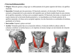 - Esternocleidomastoideo
• Origen: Músculo grueso y largo que va oblicuamente de la parte superior del tórax a la apófisis
mastoide.
• Inserción: Formado por dos porciones. El fascículo esternal y el clavicular. El fascículo
esternal se desprende de la cara anterior del manubrio por un fuerte tendón hasta la cara externa
de la apófisis mastoide y la línea curva occipital superior. El fascículo clavicular, se inserta en el
cuarto interno de la clavícula (borde posterior) y va insertándose en el borde anterior de la
apófisis mastoide y la línea curva occipital superior; los dos fascículos se confunden al terminar,
quedando en la fascia.
• Inervación: Espinal y plexo cervical.
• Acción: Tomando punto fijo en su inserción inferior, el músculo dobla la cabeza sobre la
columna vertebral, la inclina hacia si y le imprime al mismo tiempo un movimiento de rotación
( hacia el lado opuesto ).
 
