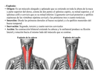 - Esplenio:
• Origen: Es un músculo alargado y aplanado que se extiende en toda la altura de la nuca
y parte superior del dorso, consta de dos partes el splenius capitis, su mitad superior, y el
spleinus colli o cervicis que es su mitad inferior. Ligamento cervical posterior y apófisis
espinosas de las vértebras séptima cevical y las primieras tres o cuatro torácicas.
• Inserción: Desde las primeras dorsales al hueso occipital y a la apófisis mastoides del
hueso temporal.
• Inervación: Segundo, tercero y cuarto nervios cervicales
• Acción: Su contracción bilateral extiende la cabeza y la unilateral produce su flexión
lateral y rotación hacia el mismo lado del músculo que se contrae.
Esplenio de la cabeza Esplenio del cuello
 