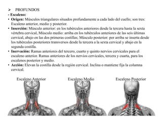  PROFUNDOS
- Escaleno:
• Origen: Músculos triangulares situados profundamente a cada lado del cuello; son tres:
Escaleno anterior, medio y posterior.
• Inserción: Músculo anterior: en los tubérculos anteriores desde la tercera hasta la sexta
vértebra cervical, Músculo medio: arriba en los tubérculos anteriores de las seis últimas
cervical, abajo en las dos primeras costillas; Músculo posterior: por arriba se inserta desde
los tubérculos posteriores transversos desde la tercera a la sexta cervical y abajo en la
segunda costilla.
• Inervación: Ramas anteriores del tercero, cuarto y quinto nervios cervicales para el
escaleno anterior. Ramas anteriores de los nervios cervicales, tercera y cuarta, para los
escalenos posterior y medio.
• Acción: Elevan la costilla desde la región cervical. Inclina o mantiene fija la columna
cervical.
Escaleno Anterior Escaleno Medio Escaleno Posterior
 