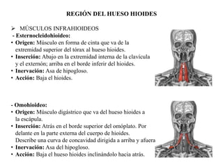 REGIÓN DEL HUESO HIOIDES
 MÚSCULOS INFRAHIOIDEOS
- Esternocleidohioideo:
• Origen: Músculo en forma de cinta que va de la
extremidad superior del tórax al hueso hioides.
• Inserción: Abajo en la extremidad interna de la clavícula
y el externón; arriba en el borde inferir del hioides.
• Inervación: Asa de hipogloso.
• Acción: Baja el hioides.
- Omohioideo:
• Origen: Músculo digástrico que va del hueso hioides a
la escápula.
• Inserción: Atrás en el borde superior del omóplato. Por
delante en la parte externa del cuerpo de hioides.
Describe una curva de concavidad dirigida a arriba y afuera
• Inervación: Asa del hipogloso.
• Acción: Baja el hueso hioides inclinándolo hacia atrás.
 