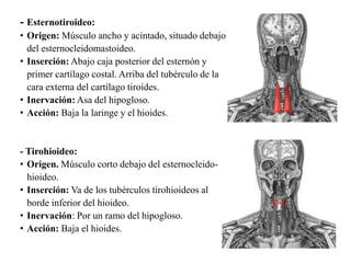 - Esternotiroideo:
• Origen: Músculo ancho y acintado, situado debajo
del esternocleidomastoideo.
• Inserción: Abajo caja posterior del esternón y
primer cartílago costal. Arriba del tubérculo de la
cara externa del cartílago tiroides.
• Inervación: Asa del hipogloso.
• Acción: Baja la laringe y el hioides.
- Tirohioideo:
• Origen. Músculo corto debajo del esternocleido-
hioideo.
• Inserción: Va de los tubérculos tirohioideos al
borde inferior del hioideo.
• Inervación: Por un ramo del hipogloso.
• Acción: Baja el hioides.
 