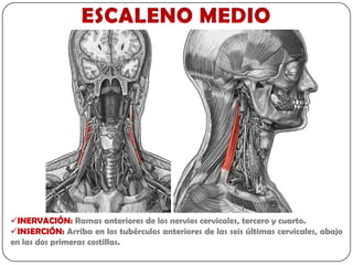 INERVACIÓN: Ramas anteriores de los nervios cervicales, tercero y cuarto.
INSERCIÓN: Arriba en los tubérculos anteriores de las seis últimas cervicales, abajo
en las dos primeras costillas.
 
