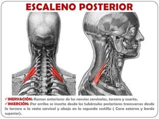 INERVACIÓN: Ramas anteriores de los nervios cervicales, tercero y cuarto.
INSERCIÓN: Por arriba se inserta desde los tubérculos posteriores transversos desde
la tercera a la sexta cervical y abajo en la segunda costilla ( Cara externa y borde
superior).
 