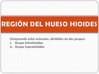 Comprende ocho músculos, divididos en dos grupos:
1. Grupo Infrahioideo
2. Grupo Suprahioideo
 