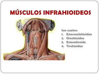 Son cuatro:
1. Esternoclehioideo
2. Omohioideo
3. Estenotiroido
4. Tirohioideo
 