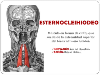 Músculo en forma de cinta, que
va desde la extremidad superior
   del tórax al hueso hioides.

   INERVACIÓN: Asa del hipogloso.
   ACCIÓN: Baja el hioides.
 