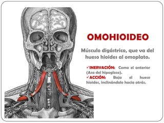 Músculo digástrico, que va del
 hueso hioides al omoplato.
  INERVACIÓN: Como el anterior
  (Asa del hipogloso).
  ACCIÓN:        Baja    el    hueso
  hioides, inclinándolo hacia atrás.
 