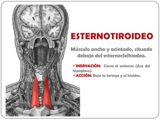 Músculo ancho y acintado, situado
  debajo del esternocleihiodeo.
INERVACIÓN: Como el anterior (Asa del
hipogloso).
ACCIÓN: Baja la laringe y el hioides.
 