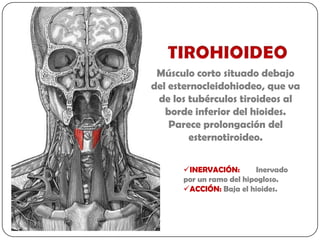Músculo corto situado debajo
del esternocleidohiodeo, que va
 de los tubérculos tiroideos al
   borde inferior del hioides.
    Parece prolongación del
        esternotiroideo.

      INERVACIÓN:       Inervado
      por un ramo del hipogloso.
      ACCIÓN: Baja el hioides.
 