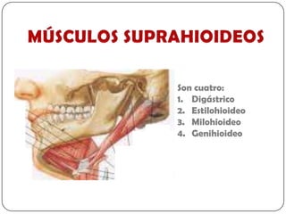 Son cuatro:
1. Digástrico
2. Estilohioideo
3. Milohioideo
4. Genihioideo
 