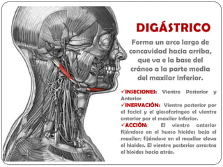Forma un arco largo de
   concavidad hacia arriba,
     que va e la base del
   cráneo a la parte media
     del maxilar inferior.
INSECIONES: Vientre Posterior y
Anterior
INERVACIÓN: Vientre posterior por
el facial y el glosofaringeo el vientre
anterior por el maxilar inferior.
ACCIÓN:          El vientre anterior
fijándose en el hueso hioides baja el
maxilar; fijándose en el maxilar eleva
el hioides. El vientre posterior arrastra
el hioides hacia atrás.
 