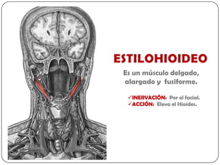 Es un músculo delgado,
alargado y fusiforme.

 INERVACIÓN: Por el facial.
 ACCIÓN: Eleva el Hioides.
 