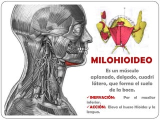 Es un músculo
  aplanado, delgado, cuadri
  látero, que forma el suelo
          de la boca.
INERVACIÓN:      Por el maxilar
inferior.
ACCIÓN: Eleva el hueso Hioides y la
lengua.
 