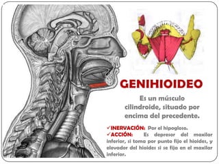 Es un músculo
       cilindroide, situado por
       encima del precedente.
INERVACIÓN: Por el hipogloso.
ACCIÓN:        Es depresor del maxilar
inferior, si toma por punto fijo el hioides, y
elevador del hioides si se fija en el maxilar
inferior.
 