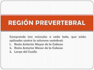 Comprende tres músculos a cada lado, que están
aplicados contra la columna vertebral:
1. Recto Anterior Mayor de la Cabeza
2. Recto Anterior Menor de la Cabeza
3. Largo del Cuello
 