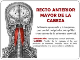 Músculo aplanado y triangular,
    que va del occipital a las apófisis
   transversas de la columna cervical.
INERVACIÓN: Por el plexo cervical profundo.
ACCIÓN: Flexión de la cabeza, si los dos
músculos se contraen rotación hacia el lado
correspondiente, si la contracción es unilateral.
 
