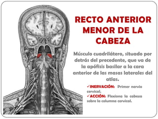 Músculo cuadrilátero, situado por
detrás del precedente, que va de
   la apófisis basilar a la cara
anterior de las masas laterales del
               atlas.
      INERVACIÓN: Primer nervio
      cervical.
      ACCIÓN: Flexiona la cabeza
      sobre la columna cervical.
 