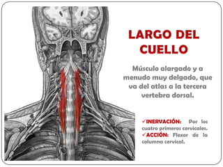 Músculo alargado y a
menudo muy delgado, que
 va del atlas a la tercera
     vertebra dorsal.


     INERVACIÓN: Por los
     cuatro primeros cervicales.
     ACCIÓN: Flexor de la
     columna cervical.
 