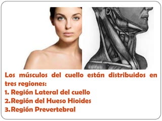 Los músculos del cuello están distribuidos en
tres regiones:
1. Región Lateral del cuello
2.Región del Hueso Hioides
3.Región Prevertebral
 