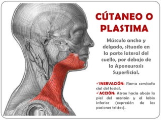 Músculo ancho y
   delgado, situado en
   la parte lateral del
  cuello, por debajo de
     la Aponeurosis
       Superficial.

INERVACIÓN: Rama cervicofa
cial del facial.
ACCIÓN: Atrae hacia abajo la
piel del mentón y el labio
inferior (expresión de las
pasiones tristes).
 
