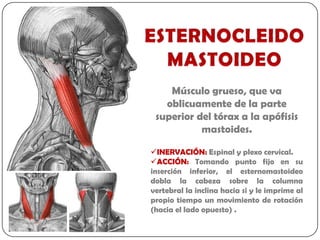 Músculo grueso, que va
   oblicuamente de la parte
 superior del tórax a la apófisis
           mastoides.

INERVACIÓN: Espinal y plexo cervical.
ACCIÓN: Tomando punto fijo en su
inserción inferior, el esternomastoideo
dobla la cabeza sobre la columna
vertebral la inclina hacia si y le imprime al
propio tiempo un movimiento de rotación
(hacia el lado opuesto) .
 