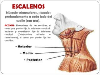 Músculo triangulares, situados
profundamente a cada lado del
       cuello (son tres).
ACCIÓN: Elevadores de las costillas, si
toma por punto fijo la columna cervical.
Inclinan y mantienen fija la columna
cervical   (Contraccion    aislada    o
simultanea), si toma por punto fijo las
costillas.
 