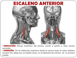 INERVACIÓN: Ramas anteriores del tercero, cuarto y quinto y sexto nervios
cervicales.
INSERCIÓN: En los tubérculos anteriores desde la tercera hasta la sexta vértebra
cervical. Por abajo por un tendón único, en el tubérculo de Lisfranc de la primera
costilla.
 