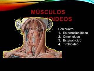 Son cuatro:
1. Esternoclehioideo
2. Omohioideo
3. Estenotiroido
4. Tirohioideo
 