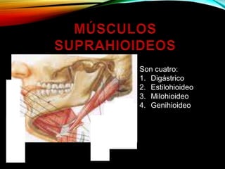 Son cuatro:
1. Digástrico
2. Estilohioideo
3. Milohioideo
4. Genihioideo
 