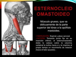 Músculo grueso, que va
oblicuamente de la parte
superior del tórax a la apófisis
mastoides.
INERVACIÓN: Espinal y plexo cervical.
ACCIÓN: Tomando punto fijo en su
inserción inferior, el esternomastoideo
dobla la cabeza sobre la columna
vertebral la inclina hacia si y le imprime al
propio tiempo un movimiento de rotación
(hacia el lado opuesto) .
 