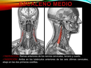 INERVACIÓN: Ramas anteriores de los nervios cervicales, tercero y cuarto.
INSERCIÓN: Arriba en los tubérculos anteriores de las seis últimas cervicales,
abajo en las dos primeras costillas.
 