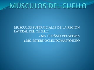 MÚSCULOS SUPERFICIALES DE LA REGIÓN
LATERAL DEL CUELLO:
1.MS. CUTÂNEO/PLATISMA
2.MS. ESTERNOCLEUDOMASTOIDEO
 