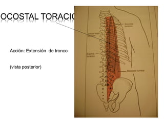 M sculos del cuerpo humano ppt M sculos del cuerpo humano ppt