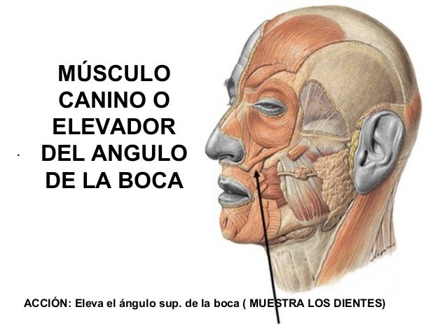 Músculos+del+cuerpo+humano.ppt